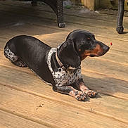 Ruxin joined the competition — help win amazing prizes! dog, dachshund, pet, outdoor, wooden_deck, sunlight, resting, black_coat, speckled, collar, furniture, wicker_chair, animal, canine, summer, relaxing, nature, daylight, paw, side_view