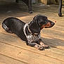 dog, dachshund, pet, outdoor, wooden_deck, sunlight, resting, black_coat, speckled, collar, furniture, wicker_chair, animal, canine, summer, relaxing, nature, daylight, paw, side_view