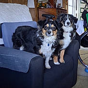 Kiera And Shadow joined the competition — help win amazing prizes! animal, armchair, bicycle, black_and_white, carpet, companion, cozy, cute, decoration, dog, domestic, door, fluffy, furniture, indoor, lamp, living_room, pet, two_dogs, wood_paneling
