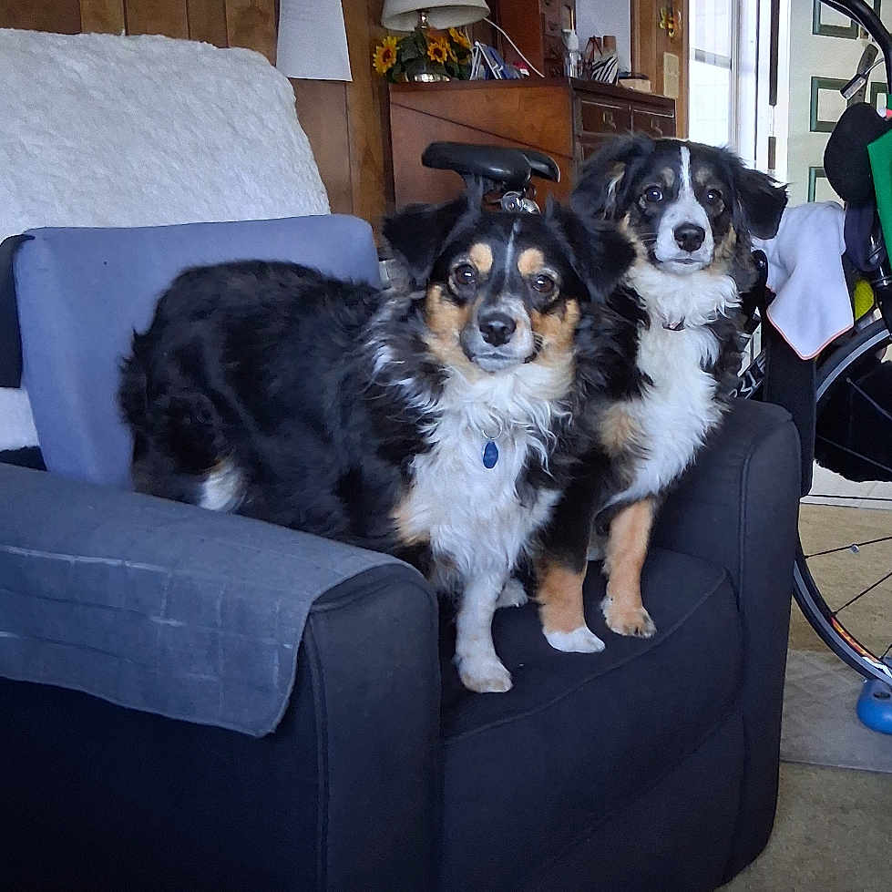 Kiera And Shadow joined the competition — help win amazing prizes! animal, armchair, bicycle, black_and_white, carpet, companion, cozy, cute, decoration, dog, domestic, door, fluffy, furniture, indoor, lamp, living_room, pet, two_dogs, wood_paneling