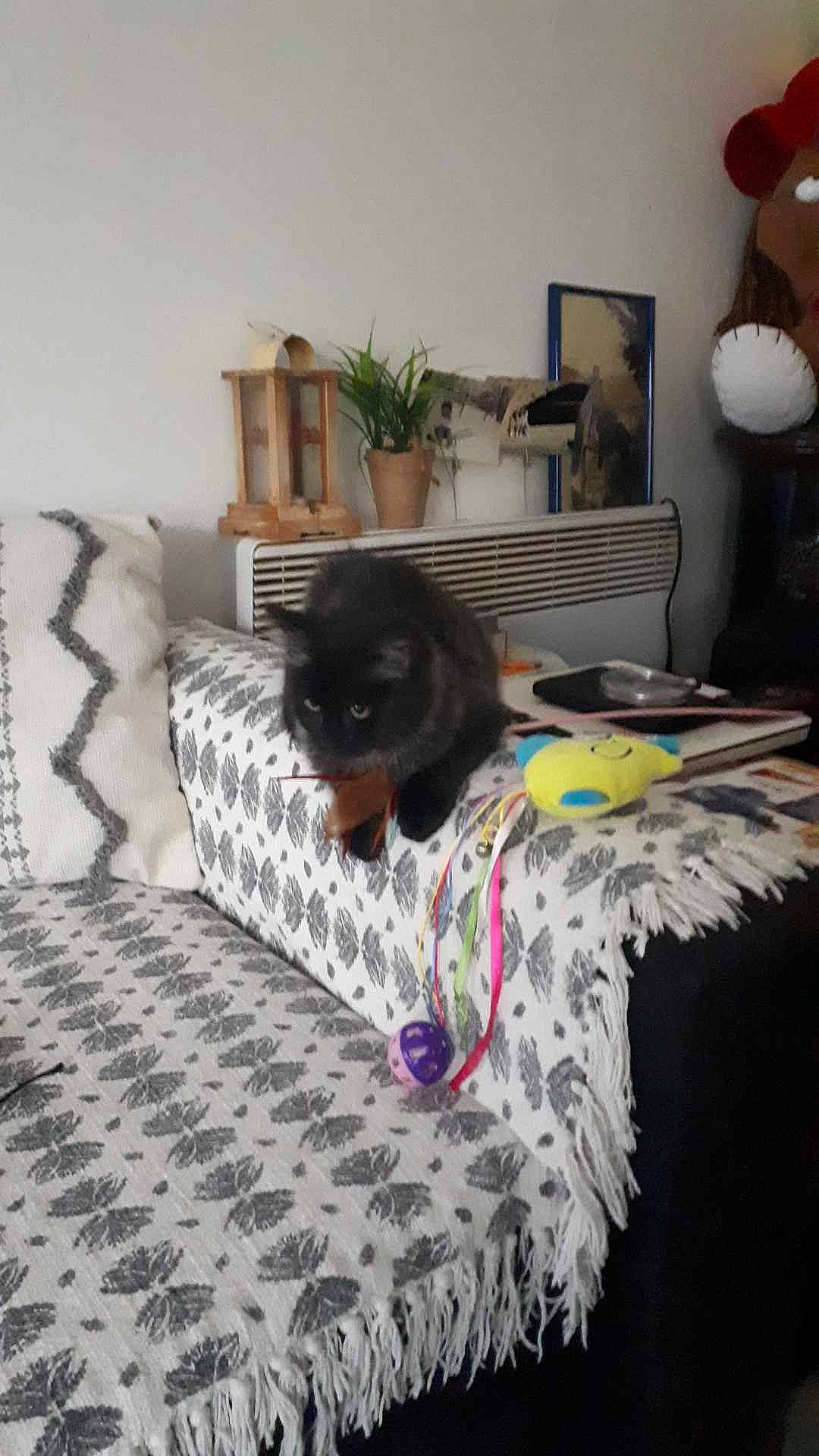 Marley participe au concours pour gagner de l'argent avec cette photo : bed, bedroom, carnivore, cat, comfort, felidae, floor, flooring, flowerpot, furniture, grey, hardwood, houseplant, interior_design, lamp, linens, living_room, picture_frame, plant, textile