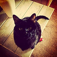 Onyx is registered to the contest to win money with this photo: black_cat, cat, pet, animal, wooden_table, carpet, indoor, feline, curious, looking_up, whiskers, ears, tail, cozy, domestic, fur, cute, home, table, floor