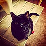black_cat, cat, pet, animal, wooden_table, carpet, indoor, feline, curious, looking_up, whiskers, ears, tail, cozy, domestic, fur, cute, home, table, floor