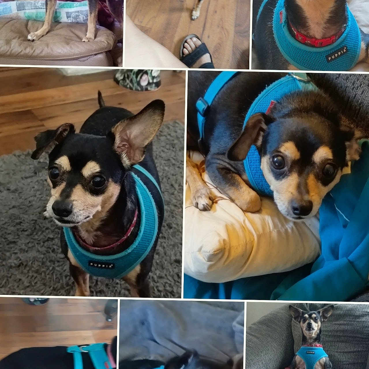 Hopper joined the competition — help win amazing prizes! dog, small_dog, blue_harness, black_and_tan, pet, indoor, wooden_floor, carpet, couch, blanket, relaxed, curious, close_up, collage, multiple_images, canine, animal, companion, cute, home