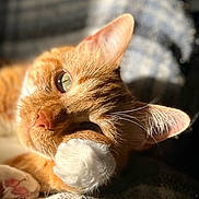 Legna participe au concours pour gagner de l'argent avec cette photo : cat, orange_tabby, paw, close_up, sunlight, sleepy, feline, whiskers, ears, nose, plaid_blanket, cozy, resting, soft_texture, domestic_cat, pet, indoor, relaxation, fur, cute