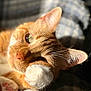 cat, orange_tabby, paw, close_up, sunlight, sleepy, feline, whiskers, ears, nose, plaid_blanket, cozy, resting, soft_texture, domestic_cat, pet, indoor, relaxation, fur, cute