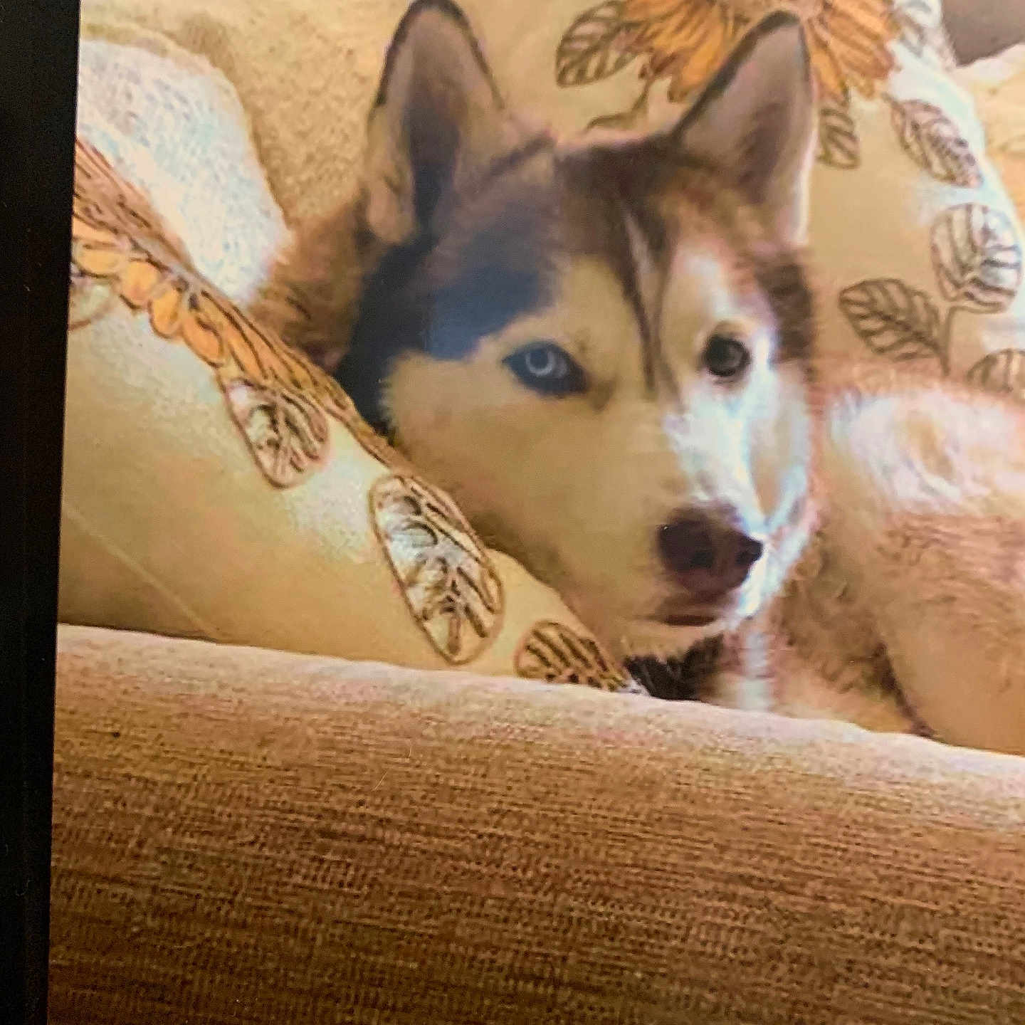 Maverick joined the competition — help win amazing prizes! dog, husky, canine, pet, animal, portrait, close_up, indoors, couch, sofa, cushion, pillow, floral, home, cozy, sleepy, blue_eyes, white_fur, brown_fur, relaxed