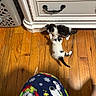 kitten, cat, playful, wooden_floor, cabinet, white_cabinet, furniture, indoor, pet, animal, floor, paw, black_and_white, young, cute, pajamas, pattern, holiday, observer, domestic