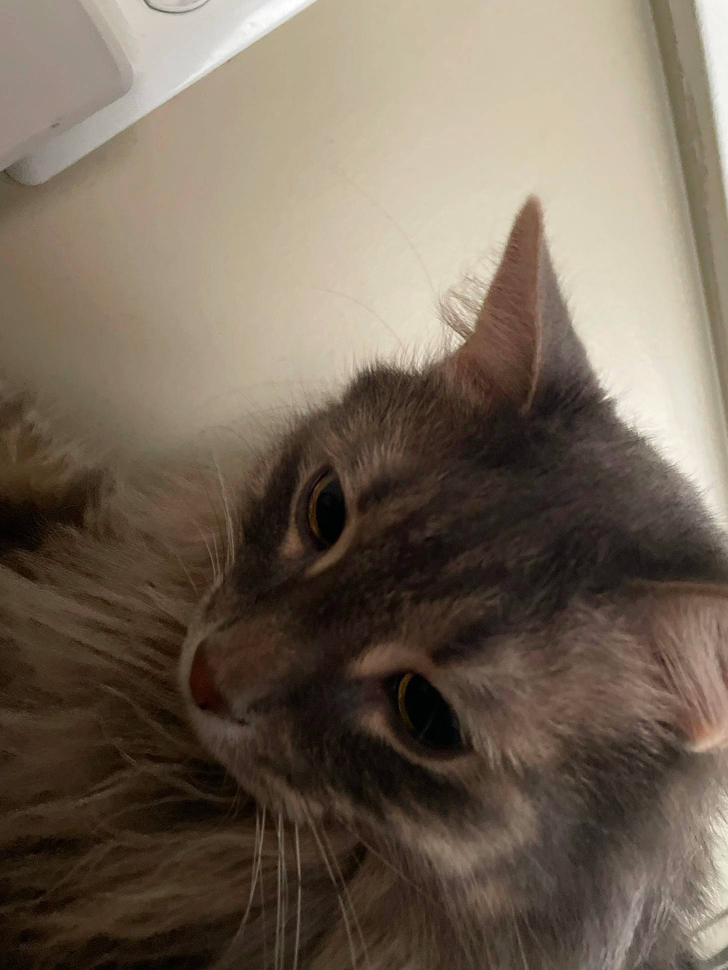 Lance is registered to the contest to win money with this photo: box, carnivore, cat, domestic_short_haired_cat, felidae, fur, iris, maine_coon, paw, sky, small_to_medium_sized_cats, snout, wall_plate, whiskers, window
