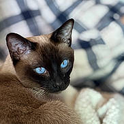 Rambo joined the competition — help win amazing prizes! cat, siamese_cat, blue_eyes, close_up, fur, animal, pet, whiskers, ear, face, portrait, indoor, cozy, blanket, soft, focus, feline, mammal, cute, resting