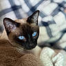 cat, siamese_cat, blue_eyes, close_up, fur, animal, pet, whiskers, ear, face, portrait, indoor, cozy, blanket, soft, focus, feline, mammal, cute, resting
