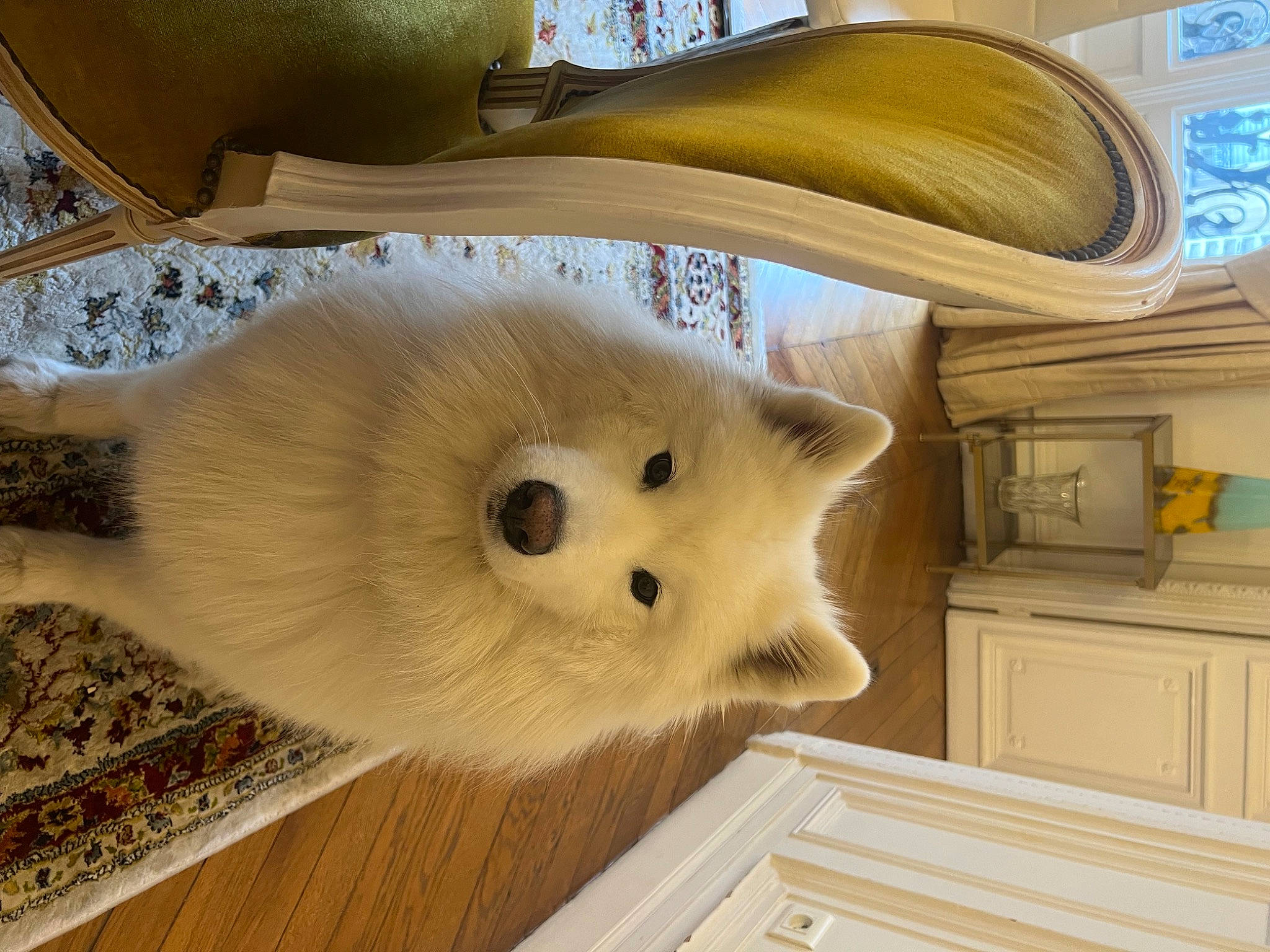 Mango joined the competition — help win amazing prizes! bookcase, cabinetry, carnivore, cat, companion_dog, dog_breed, drawer, fawn, felidae, fur, hardwood, publication, samoyed, shelf, shelving, small_to_medium_sized_cats, spitz, tail, whiskers, wood