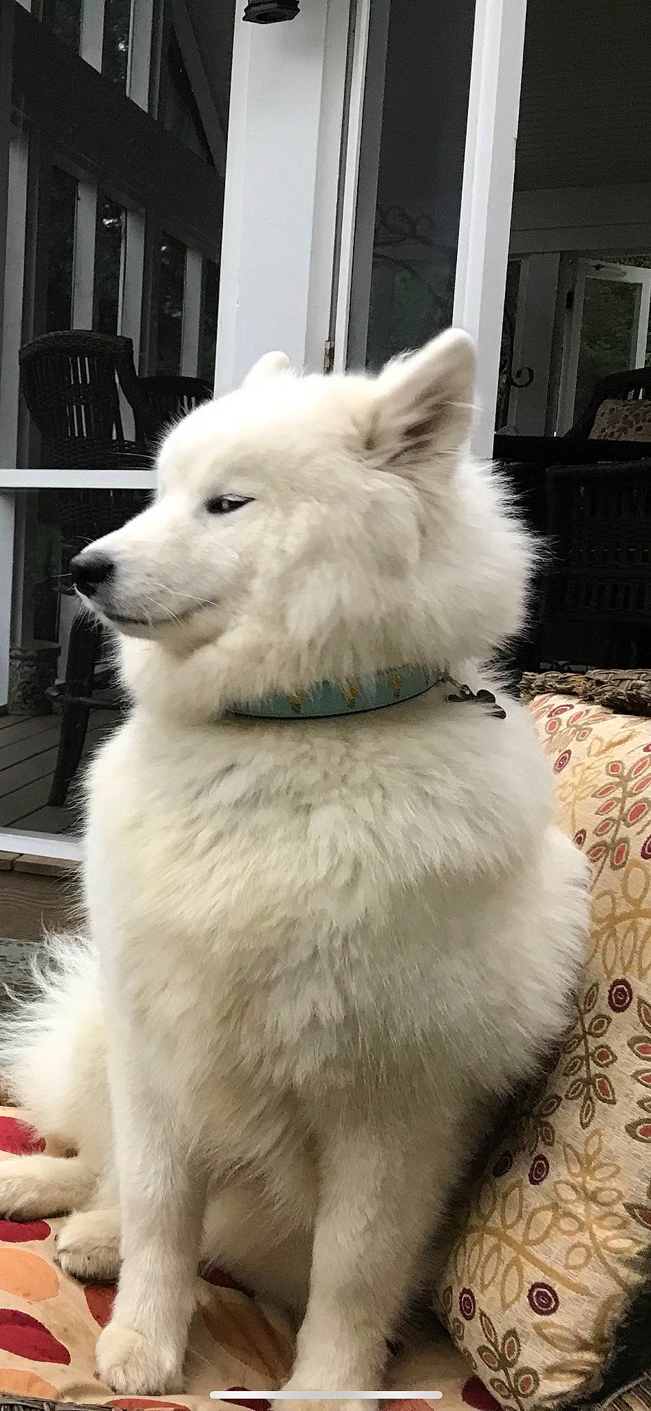 Mango is registered to the contest to win money with this photo: ancient_dog_breeds, bookcase, canidae, canis, carnivore, companion_dog, dog, dog_breed, fur, giant_dog_breed, japanese_spitz, samoyed, shelf, snout, spitz, sporting_group, terrestrial_animal, tree, volpino_italiano, working_animal