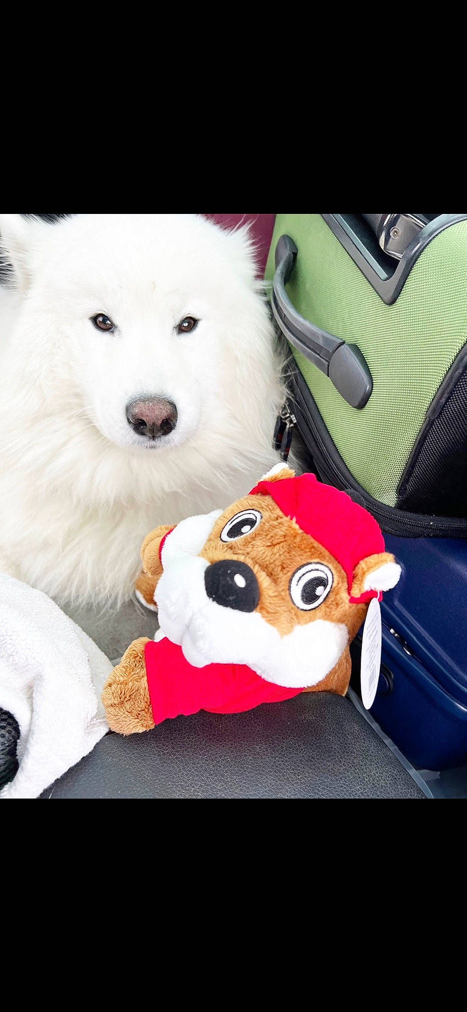 Mango is registered to the contest to win money with this photo: bag, canidae, car_seat, carnivore, companion_dog, dog, dog_breed, dog_supply, family_car, fur, happy, luggage_and_bags, snout, spitz, stuffed_toy, toy, vehicle_door, volpino_italiano, white, working_animal