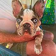 Jjs joined the competition — help win amazing prizes! french_bulldog, puppy, dog, blue_eyes, close_up, pet, animal, person, lap, hand, indoor, holiday_decor, christmas_tree, colorful_lights, chair, fur, ears, snout, cute, resting