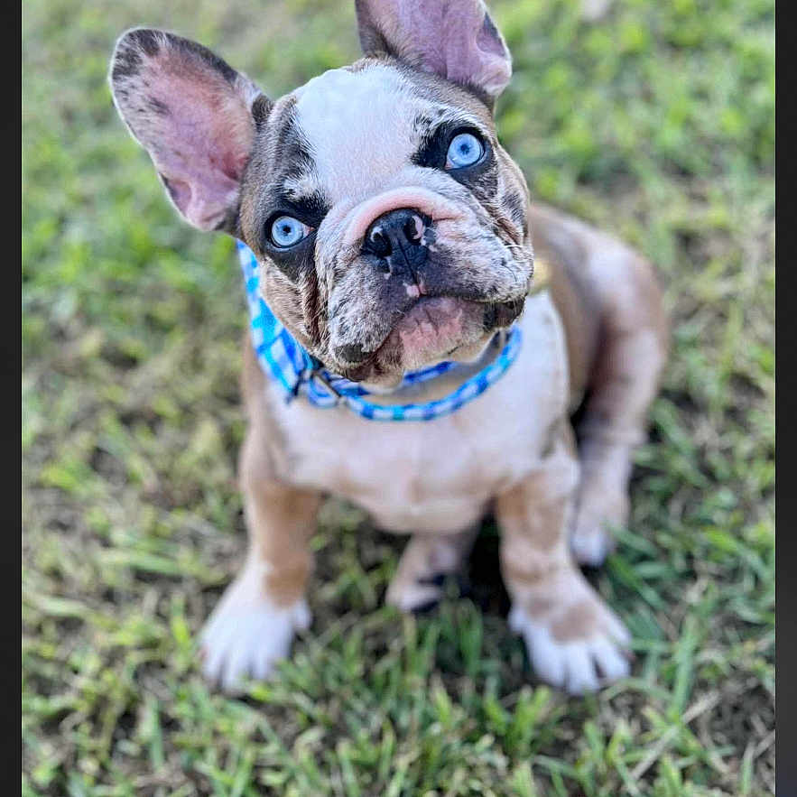 Jj Sands joined the competition — help win amazing prizes! adorable, animal, blue_eyes, canine, collar, cute, dog, ears, french_bulldog, fur, grass, looking_up, nature, outdoor, pet, portrait, puppy, sitting, small, young