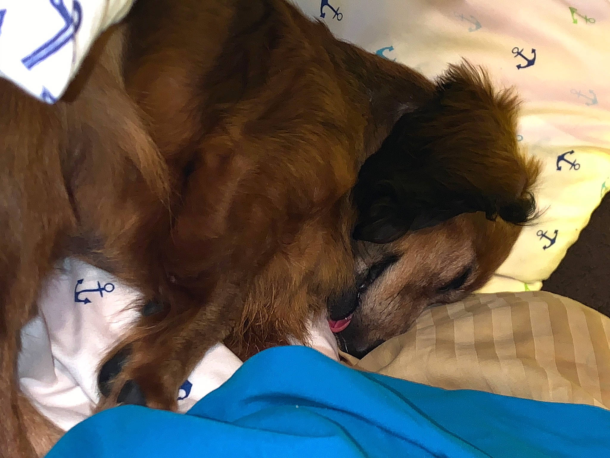 Rolo is registered to the contest to win money with this photo: canidae, carnivore, comfort, companion_dog, dog, dog_breed, dog_supply, ear, electric_blue, fawn, felidae, fun, fur, gesture, liver, nap, snout, sporting_group, whiskers, working_animal