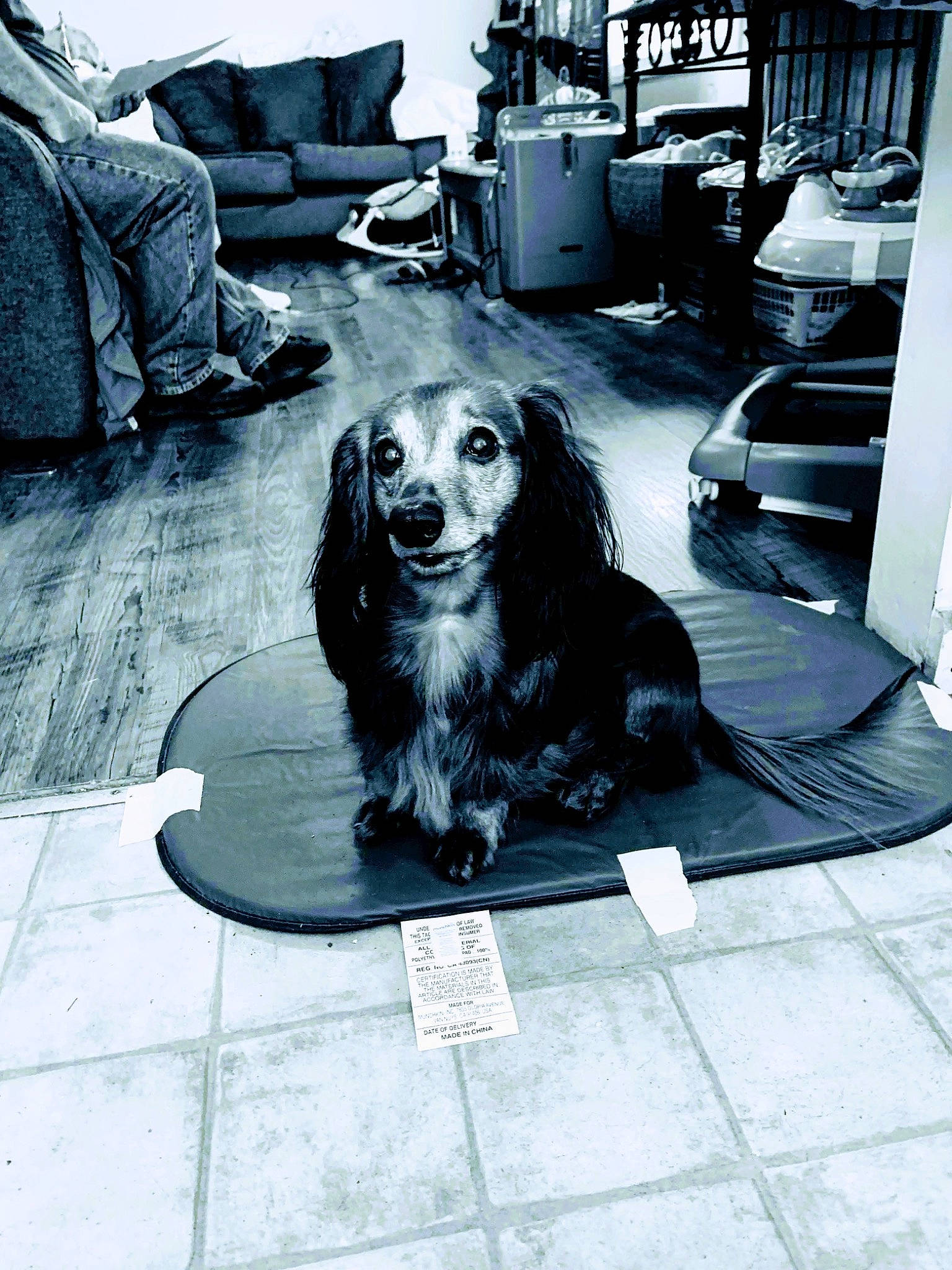 Rolo is registered to the contest to win money with this photo: automotive_tire, black, black_and_white, carnivore, chair, comfort, companion_dog, couch, dog, dog_breed, floor, flooring, grey, monochrome, monochrome_photography, photograph, snapshot, snout, style, white