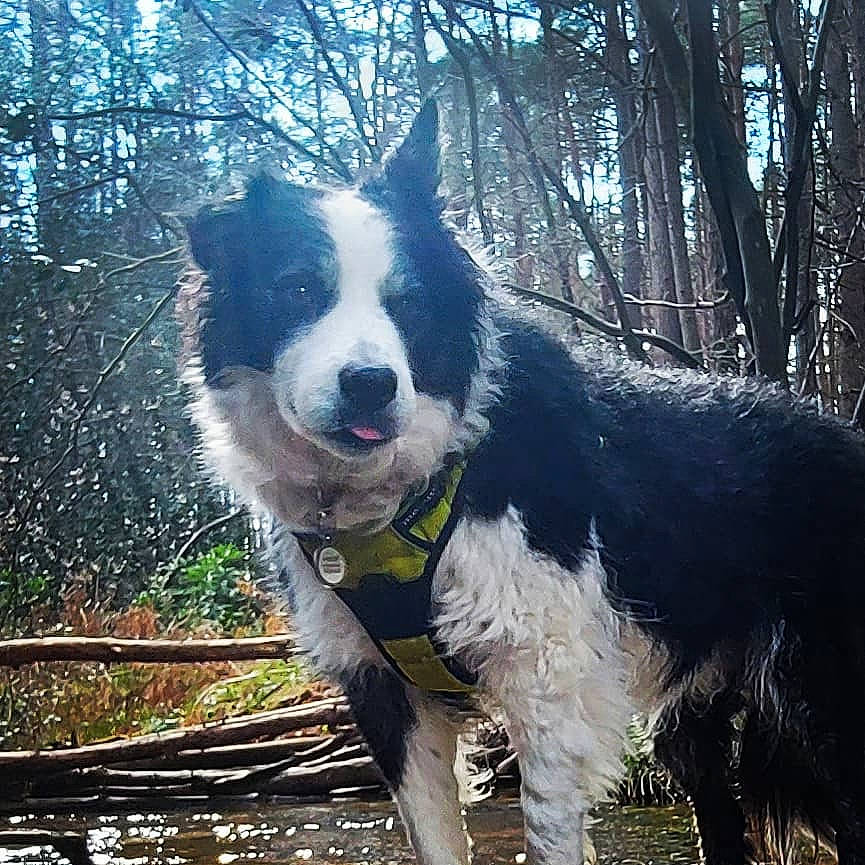 Jack joined the competition — help win amazing prizes! border_collie, carnivore, companion_dog, dog, dog_breed, dog_collar, fur, grass, herding_dog, mcnab, plant, snout, sporting_group, tail, tints_and_shades, tree, vertebrate, whiskers, window, working_animal
