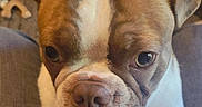 Leo Aloysius Ketter joined the competition — help win amazing prizes! dog, puppy, brown_and_white, close_up, toy, indoor, pet_bed, cozy, cute, animal, looking_at_camera, paw, pet_toy, indoor_lighting, furniture, carpet, ears, nose, face, portrait