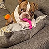 dog, brown_and_white, couch, toy, pink_toy, paws, indoor, pet, chewing, playful, cushion, living_room, fur, canine, relaxing, home, animal, cute, small_dog, companion