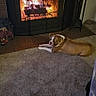 Leo Aloysius Ketter is registered to the contest to win money with this photo: dog, fireplace, carpet, indoor, home, warmth, relaxation, pet, cozy, fire, brick, metal, furniture, living_room, animal, resting, comfort, floor, household, domestic