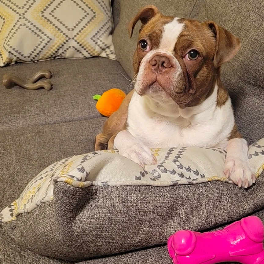 Leo Aloysius Ketter is registered to the contest to win money with this photo: dog, couch, pillow, toy, indoor, pet, brown_and_white, plush_toy, pink_toy, orange_toy, fabric, home, cozy, seated, looking, animal, domestic_animal, resting, living_room, curious