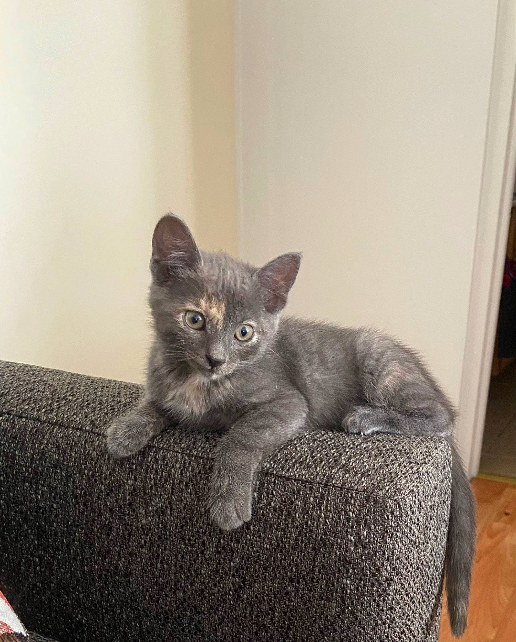 Sally joined the competition — help win amazing prizes! carnivore, cat, cat_supply, chartreux, claw, comfort, domestic_short_haired_cat, fawn, felidae, fur, grey, paw, russian_blue, sitting, small_to_medium_sized_cats, snout, tail, whiskers, window