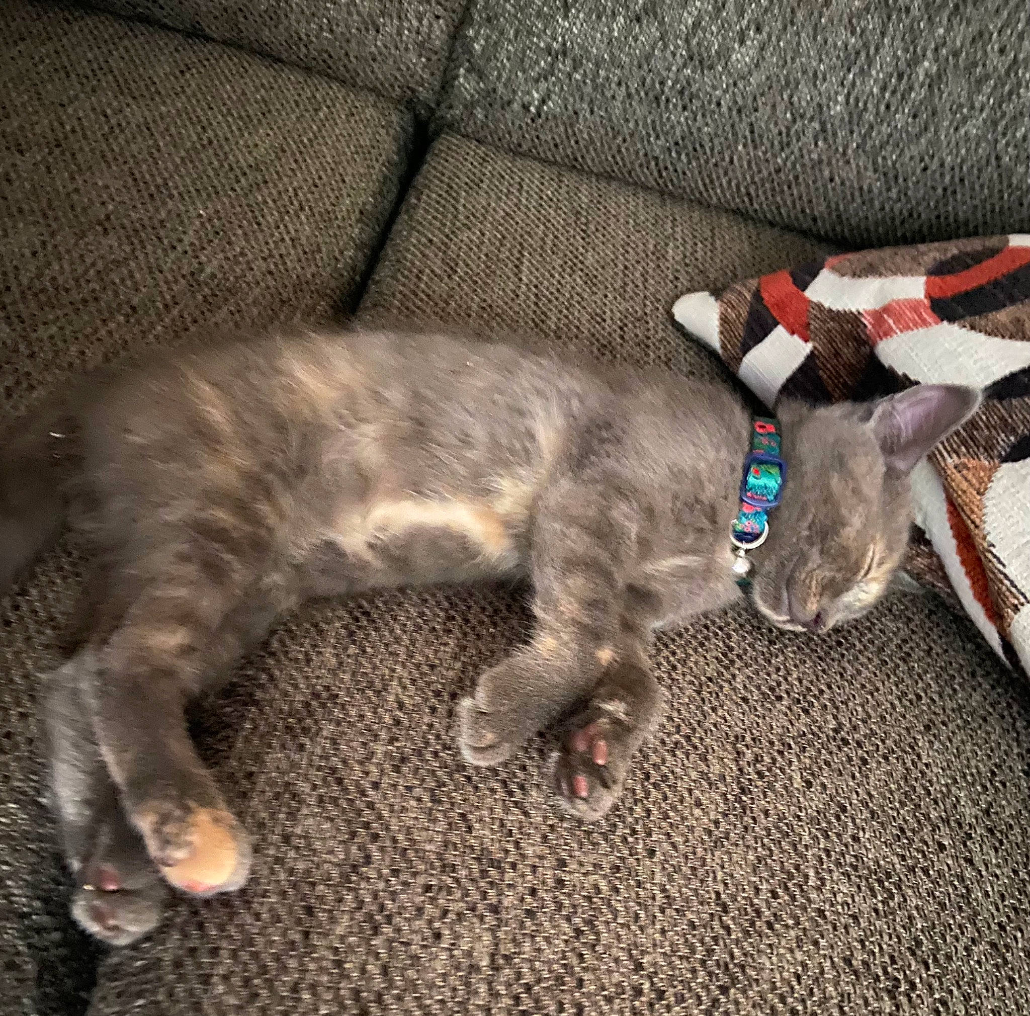 Sally joined the competition — help win amazing prizes! canidae, carnivore, cat, claw, collar, comfort, dog_breed, domestic_short_haired_cat, felidae, fur, grey, nap, paw, small_to_medium_sized_cats, sporting_group, tail, vertebrate, whiskers