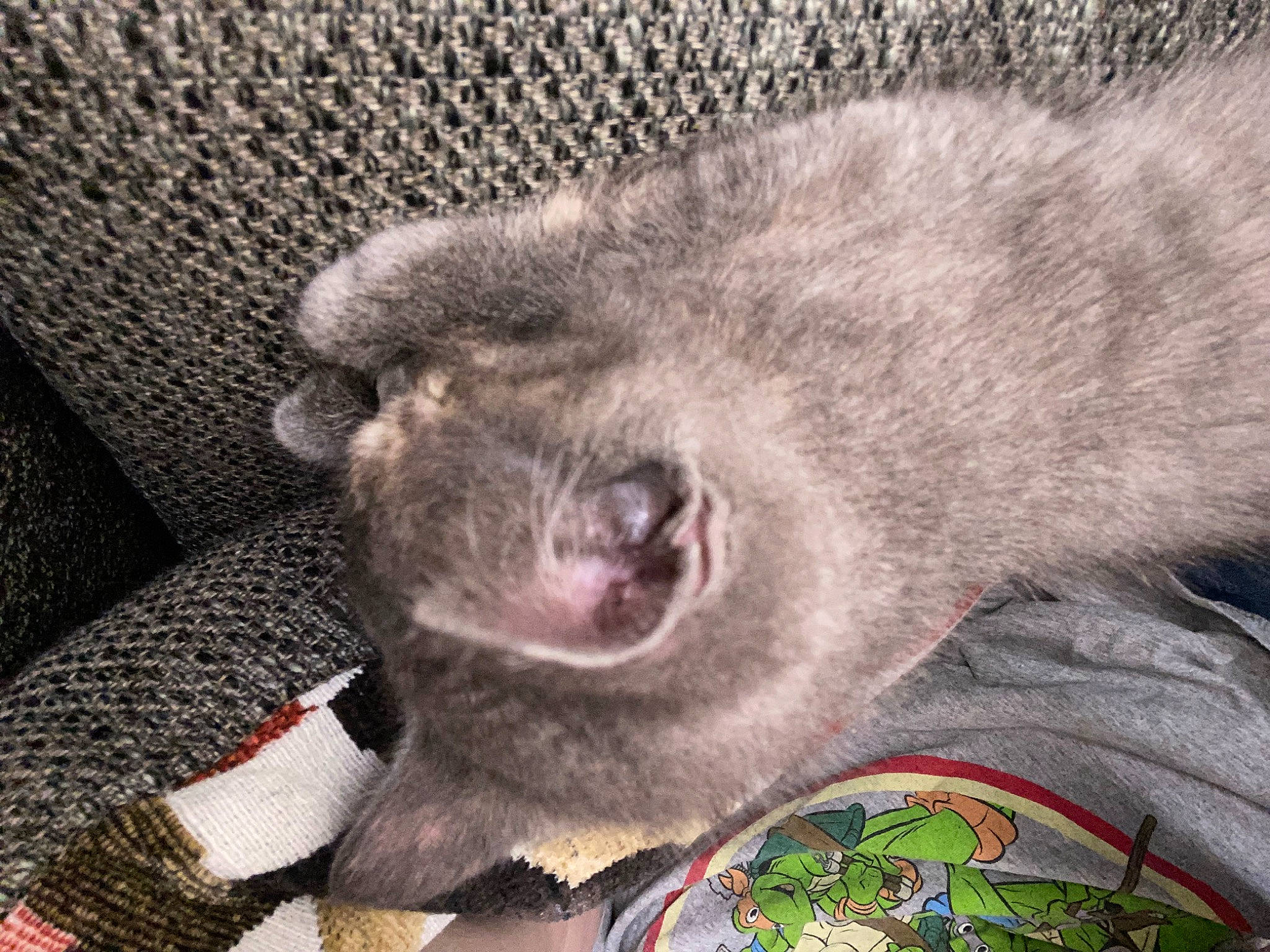 Sally is registered to the contest to win money with this photo: canidae, carnivore, claw, collar, comfort, dog_breed, domestic_short_haired_cat, fang, felidae, fur, grey, koala, paw, small_to_medium_sized_cats, snout, sporting_group, terrestrial_animal, whiskers, wildlife, working_animal