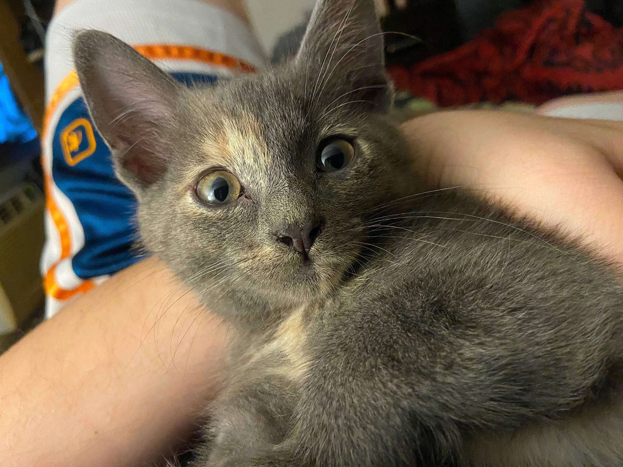 Sally joined the competition — help win amazing prizes! carnivore, cat, claw, domestic_short_haired_cat, ear, fawn, felidae, fur, paw, small_to_medium_sized_cats, snout, whiskers