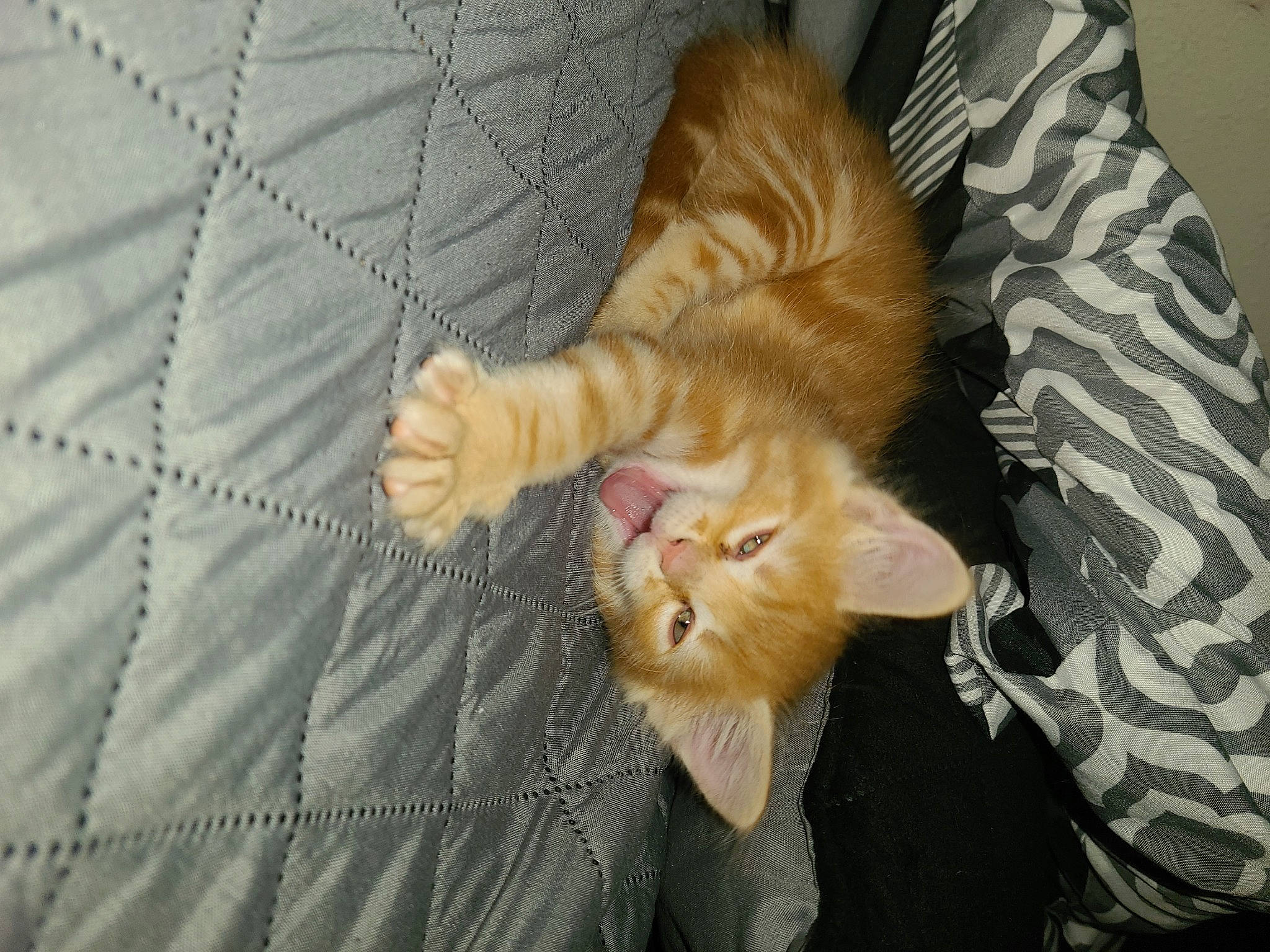 Panyo joined the competition — help win amazing prizes! canidae, carnivore, cat, claw, comfort, domestic_short_haired_cat, fawn, felidae, fur, human_leg, linens, paw, plant, small_to_medium_sized_cats, snout, sporting_group, tail, tree, whiskers, wood