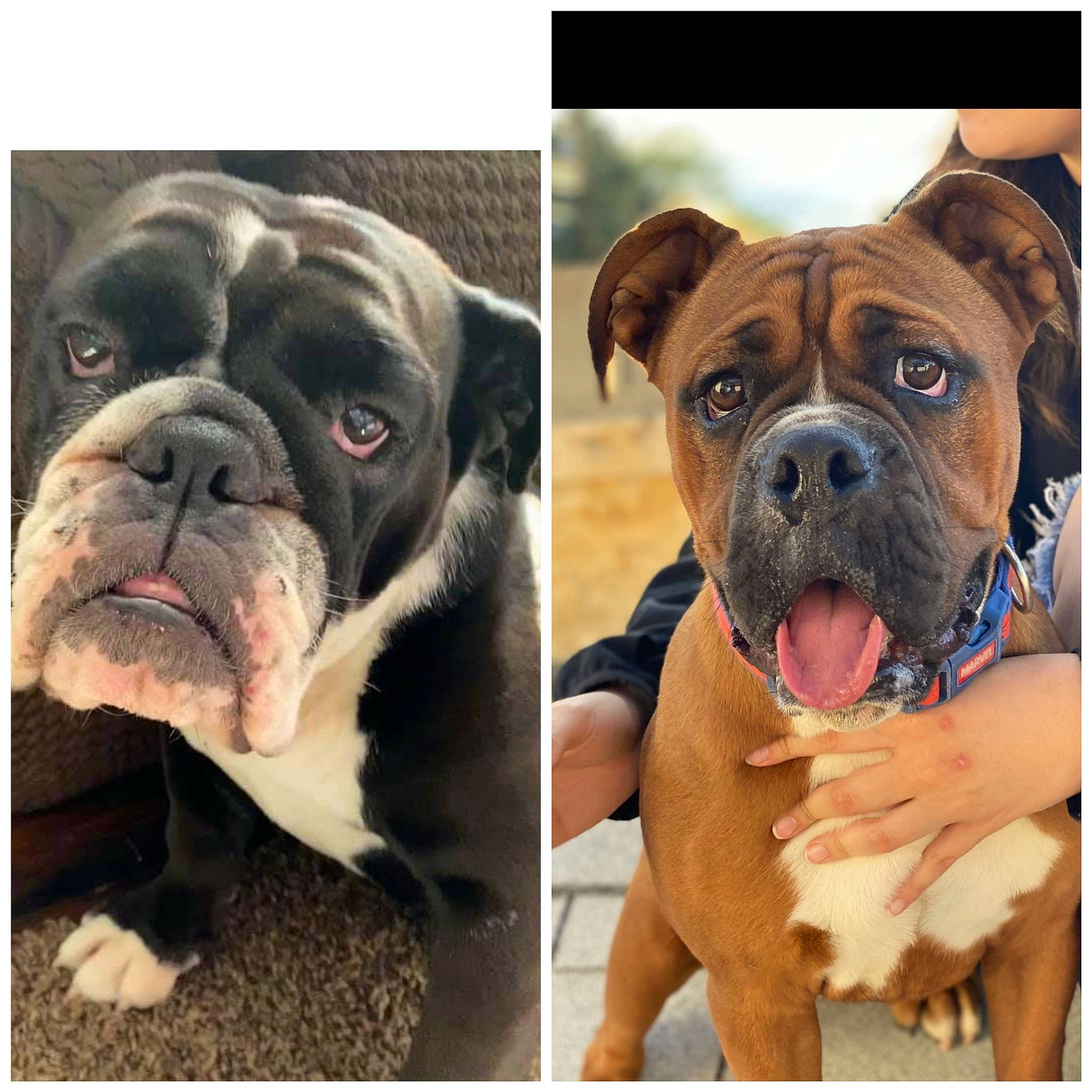 Rambo is registered to the contest to win money with this photo: art, beauty, bulldog, canidae, carnivore, comfort, companion_dog, dog, dog_breed, fawn, font, fur, paw, photograph, puppy, puppy_love, snout, sporting_group, terrestrial_animal, wrinkle