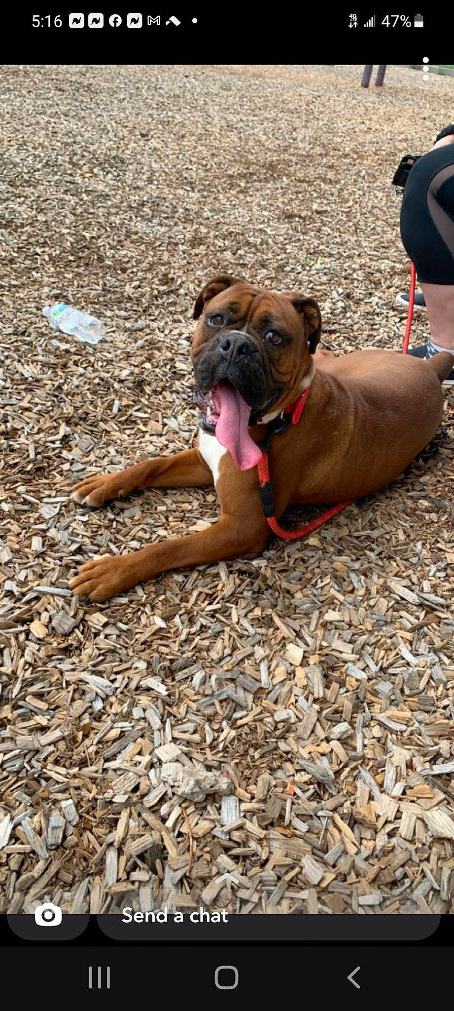 Rambo joined the competition — help win amazing prizes! boxer, bulldog, canidae, carnivore, collar, companion_dog, dog, dog_breed, dog_collar, fawn, grass, human_leg, leash, molosser, paw, snout, soil, sporting_group, working_animal, wrinkle