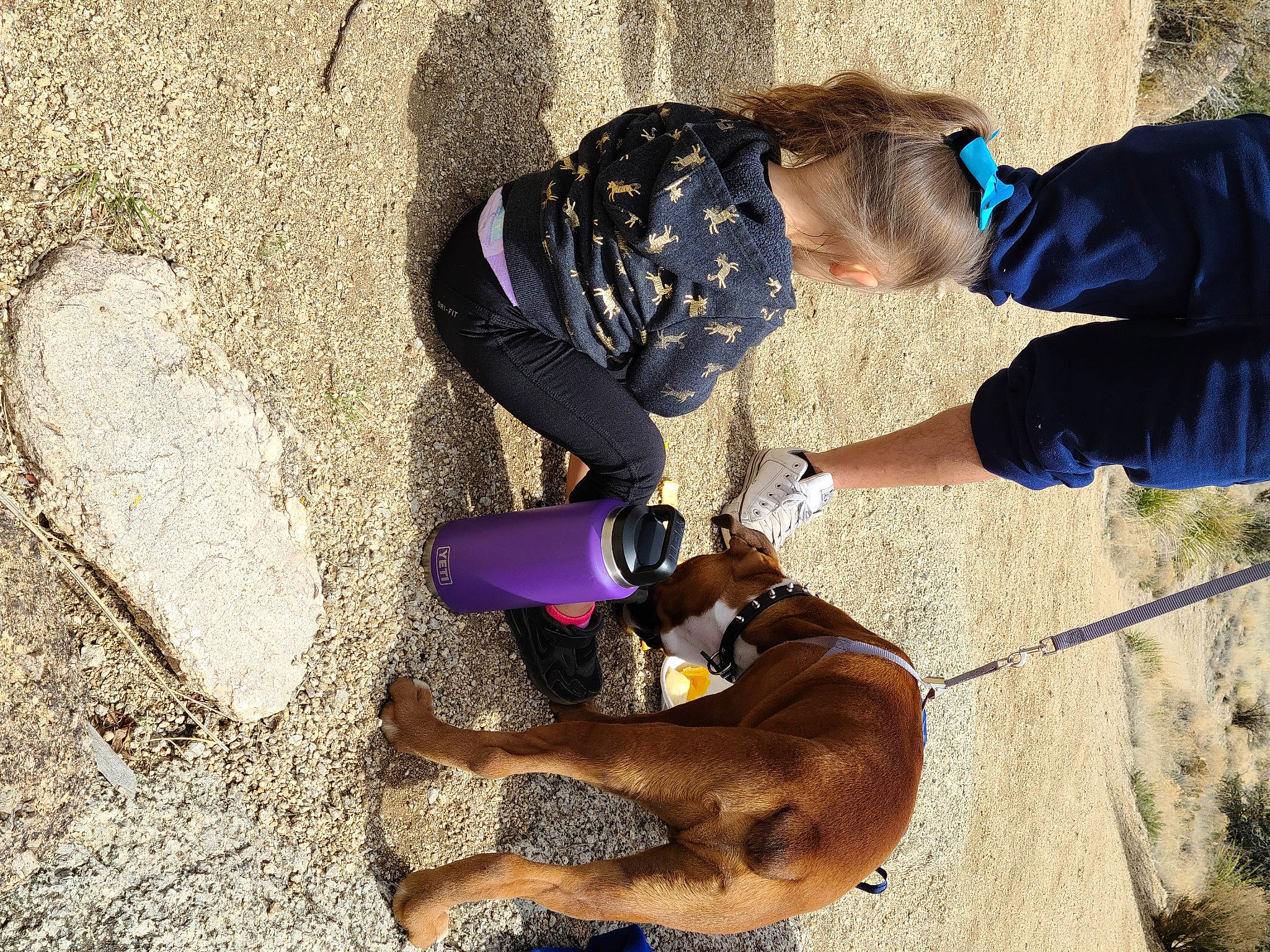 Rambo joined the competition — help win amazing prizes! boot, carnivore, collar, companion_dog, dog, dog_breed, dog_collar, dog_hiking, fawn, fun, hat, landscape, leash, people_in_nature, pet_supply, recreation, soil, sporting_group, sunglasses, working_animal