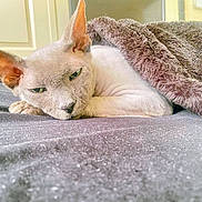 Binkxx.the.sphnyx is registered to the contest to win money with this photo: animal, bed, blanket, cat, closeup, comfort, cozy, cute, domestic, ears, feline, fur, home, indoors, nap, pet, relaxed, resting, sleeping, soft