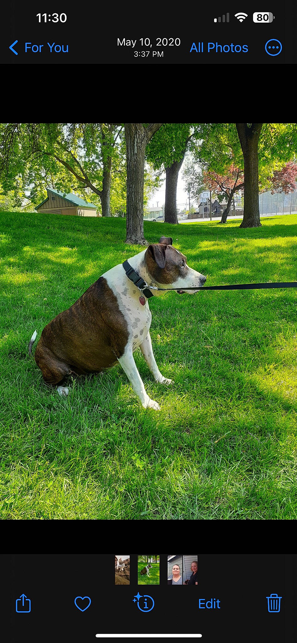 Desial joined the competition — help win amazing prizes! canidae, carnivore, collar, companion_dog, dog, dog_breed, fawn, garden, grass, grassland, lawn, pasture, plant, shade, sporting_group, tail, terrestrial_animal, tree, working_animal, working_dog