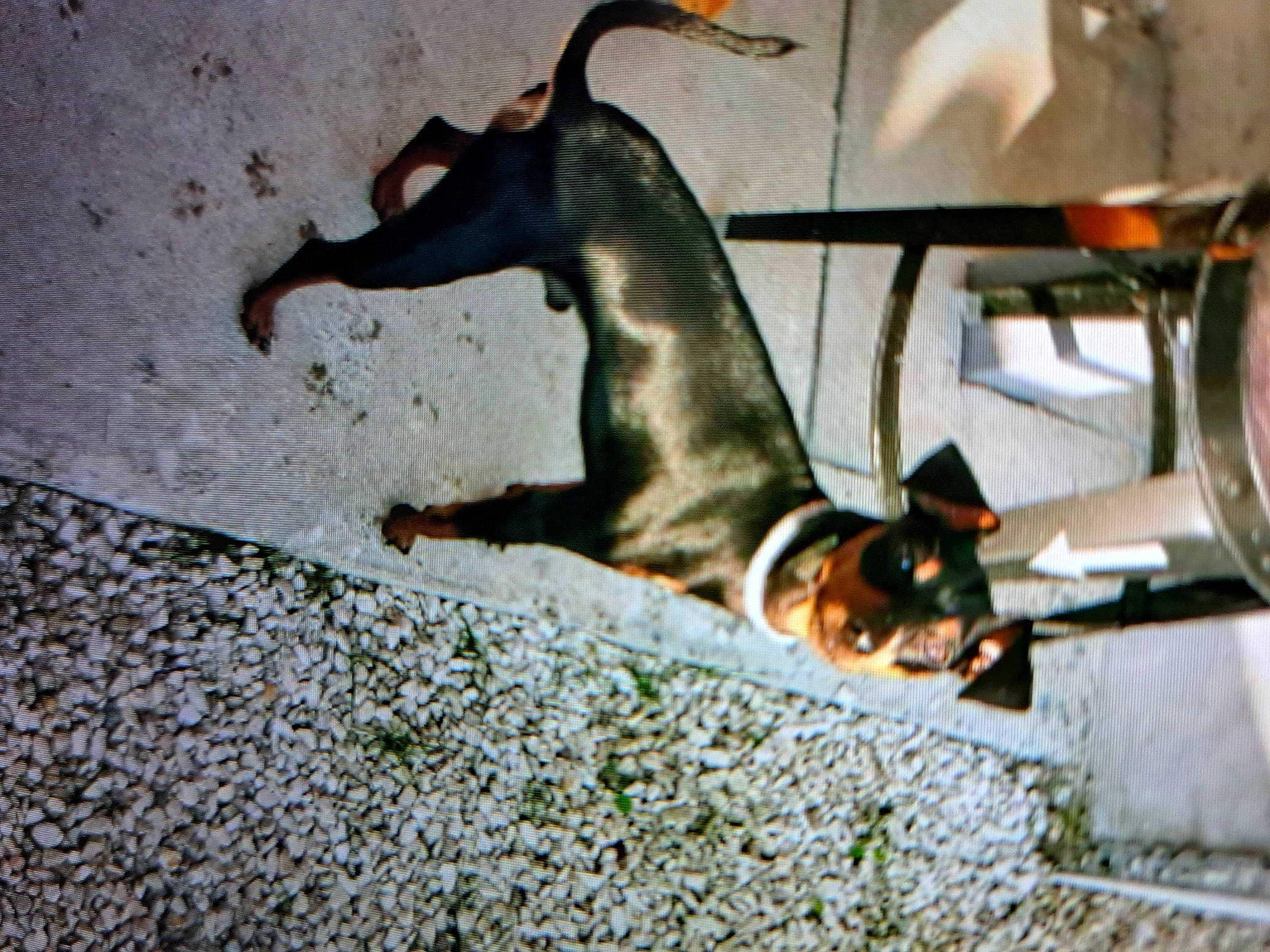 Ruby participe au concours pour gagner de l'argent avec cette photo : asphalt, canidae, carnivore, companion_dog, dog, dog_breed, fawn, felidae, flooring, fur, guard_dog, metal, road_surface, shadow, small_to_medium_sized_cats, sporting_group, street_dog, tail, whiskers, wood