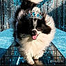 dog, pomeranian, crown, runway, fashion, glitter, sparkle, blue, black_and_white, fluffy, pet, cute, portrait, walking, happy, tongue_out, celebration, stage, glamour, shine