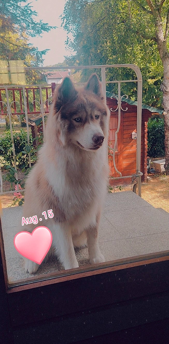 Siska participe au concours pour gagner de l'argent avec cette photo : ancient_dog_breeds, canidae, canis, carnivore, clock, collar, companion_dog, dog, dog_breed, fawn, fence, fur, pet_supply, plant, sled_dog, snout, sporting_group, tree, working_animal, working_dog