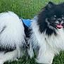 Chanel is registered to the contest to win money with this photo: dog, pomernian, black_and_white, fluffy, fur, grass, pet, canine, outdoor, happy, tongue_out, blue_clothing, animal, small_dog, cute, smiling, nature, mammal, standing, playful