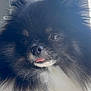 dog, pomeranian, fluffy, black_and_white, tongue_out, close_up, portrait, pet, indoor, window_light, cute, small_dog, furry, animal, muzzle, nose, ears, whiskers, soft_light, adorable