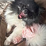 Chanel is registered to the contest to win money with this photo: dog, pomeranian, fluffy, black_and_white, pet, tongue_out, pink_outfit, blanket, indoor, cute, happy, fur, smiling, small_dog, lying_down, animal, canine, playful, cozy, resting