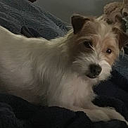 Buddy is registered to the contest to win money with this photo: dog, pet, fluffy, blanket, indoor, cozy, brown, white, fur, animal, teddy_bear, soft, resting, cute, portrait, companion, bedroom, relaxed, home, domestic