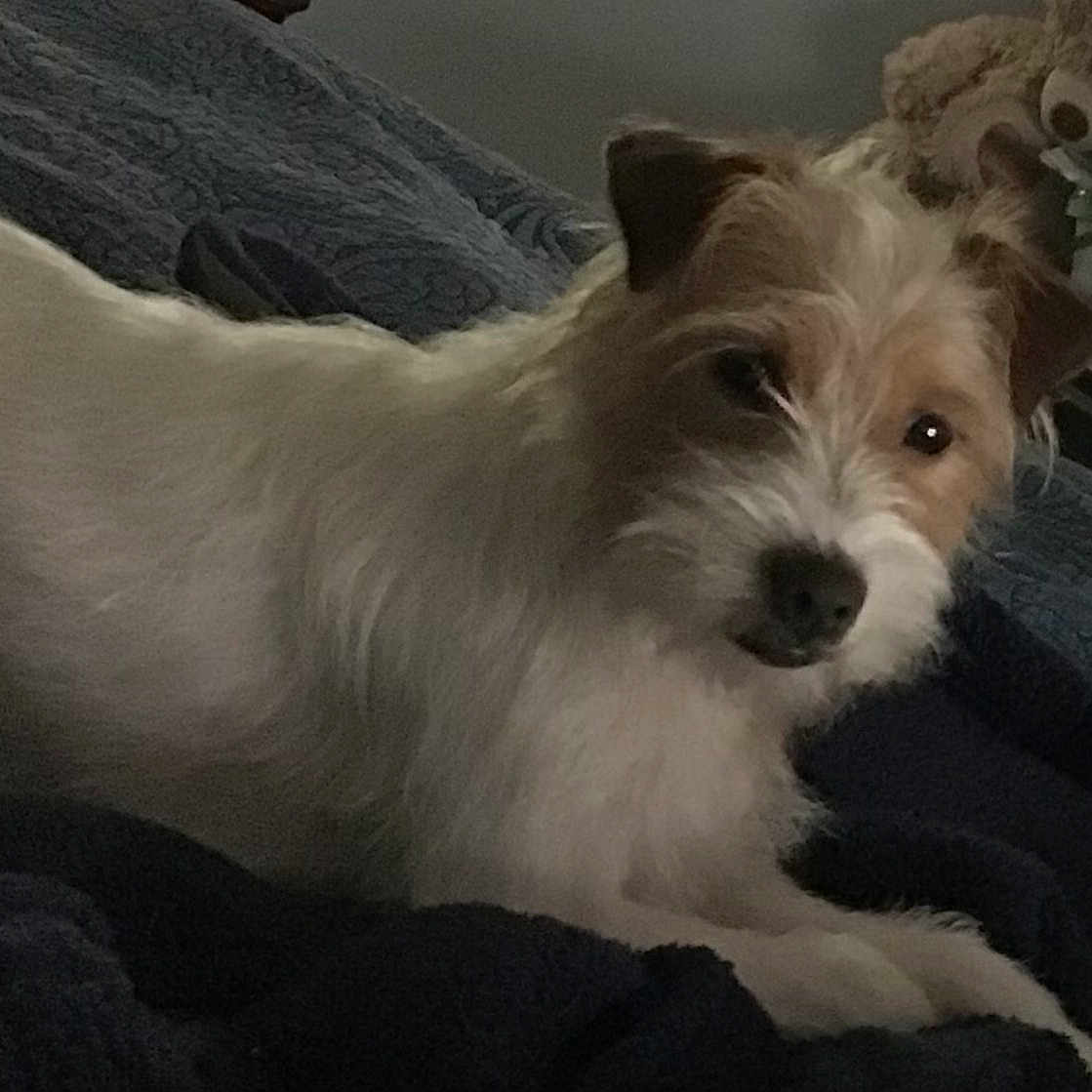 Buddy
