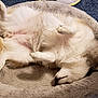 Krikit joined the competition — help win amazing prizes! animal, bed, bedroom, canine, carpet, comfort, cozy, cute, dog, domestic, fluffy, fur, indoor, mammal, paw, pet_bed, relaxed, resting, sleeping, white_fur