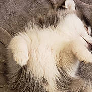 Krikit joined the competition — help win amazing prizes! adorable, animal, blanket, calm, cozy, cute, dog, domestic, fluffy, fur, indoor, paw, pet, puppy, relaxed, resting, sleeping, snuggly, soft, young