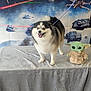 baby_yoda, background, blanket, blue_eyes, cute, dog, fluffy, fur, happy, indoor, laser_beams, leash, pet, plush_toy, smiling, space_battle, star_wars, starships, table, toy