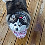 Krikit is registered to the contest to win money with this photo: adorable, animal, bandana, blue_eyes, bow, canine, cute, dog, fluffy, friendly, fur, husky, looking_up, outdoor, pet, portrait, puppy, small_dog, wooden_deck, young_dog