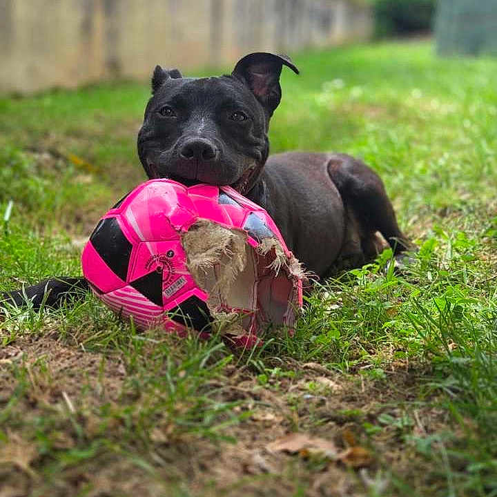 Marley participe au concours pour gagner de l'argent avec cette photo : animal, ball, black_dog, canine, chewed_ball, daylight, dog, fun, garden, grass, greenery, happy, lying, nature, outdoor, pet, playful, smiling, soccer_ball, toy